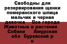 Свободны для резервирования щенки померанского шпица мальчик и черная девочка  - Все города Животные и растения » Собаки   . Амурская обл.,Бурейский р-н